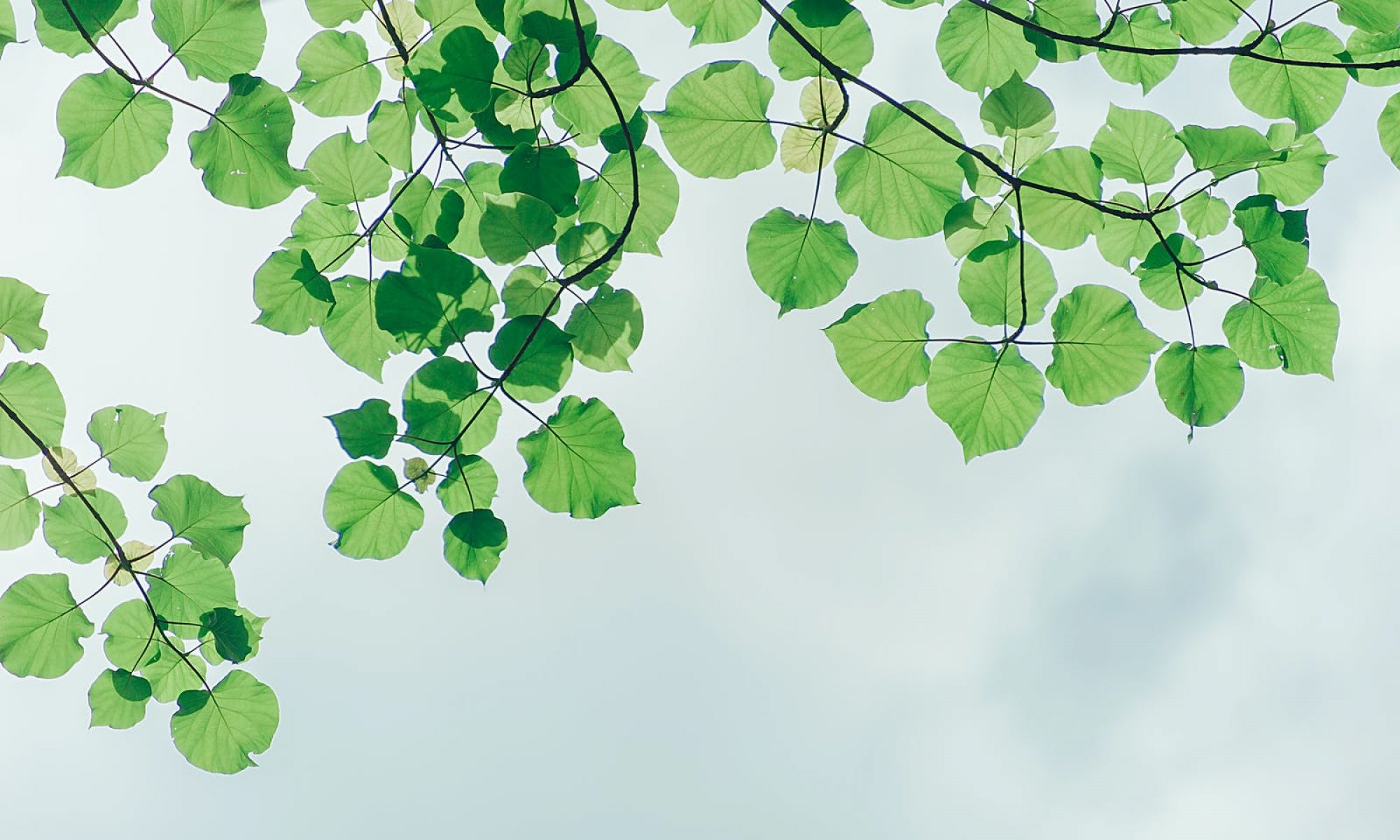 Leaves above